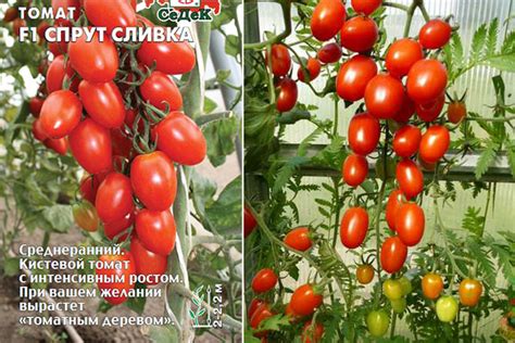 Томат Спрут сливка: отзывы, фото, урожайность, характеристика и ...