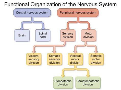 Test Your Knowledge With These Nervous System Exam Questions