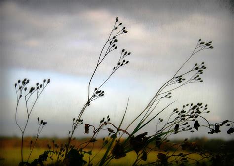 On A Grey Winter Day Grantchester Meadows Cambridge Mell Flickr