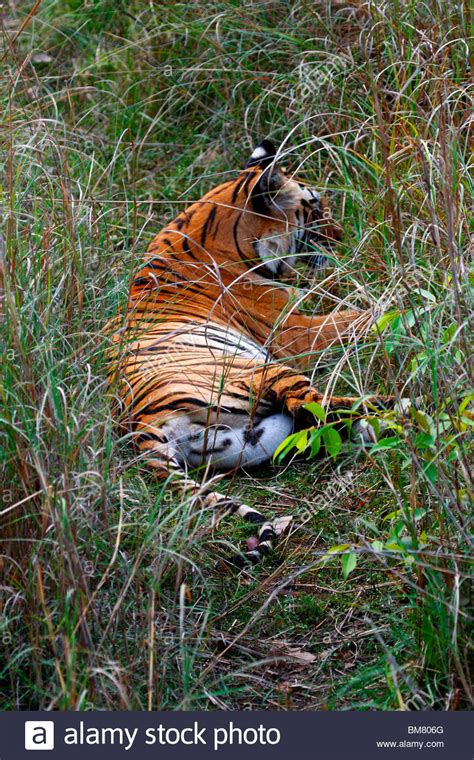 Royal Bengal Tiger Hi Res Stock Photography And Images Alamy