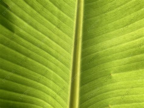 Daun Pisang Pisang Daun Tangkai Daun Latar Belakang Untuk Unduhan Gratis