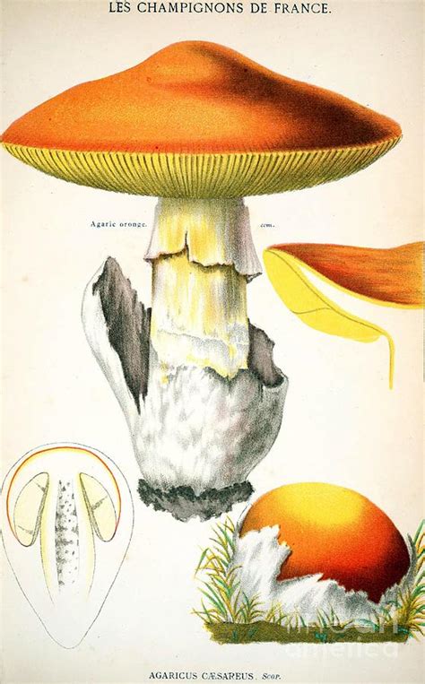 Vintage Botanical Lithographs Digital Art by Blanca Medina - Fine Art ...