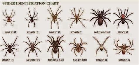 Texas Brown Recluse Spider Identification Chart