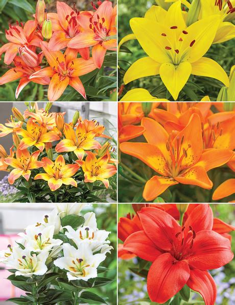 Pixie Asiatic Lilies Potting Collection Tesselaar