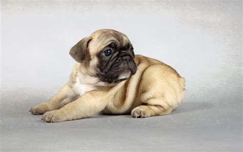 Pug Puppy Wallpaper (66+ images)