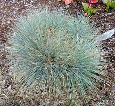 Ornamental Grass Seed Festuca Fescue Elijah Blue Seeds