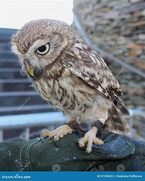 Athene Noctua Little Owl European Species Stock Image Image Of