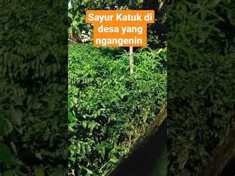 Luar Biasa Sayur Katuk Tumbuh Subur Di Pekarangan Rumah YouTube