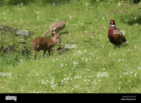 baby pheasant  res stock photography  images alamy