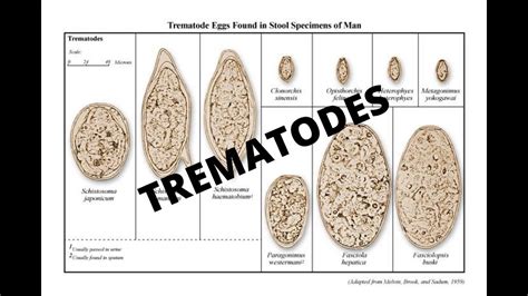 Parasitology 101: Trematodes - YouTube