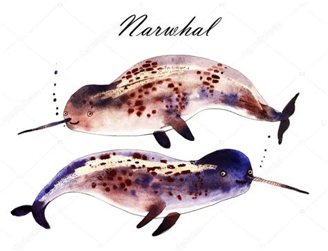 Watercolor Narwhal Watercolor Narwhal Illustration Stock Photo