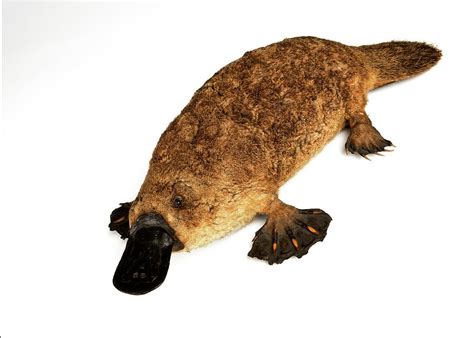 Duck Billed Platypus Photograph By Ucl Grant Museum Of Zoology