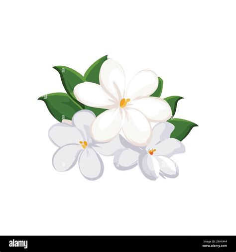 Jasmine Flower Vector Png