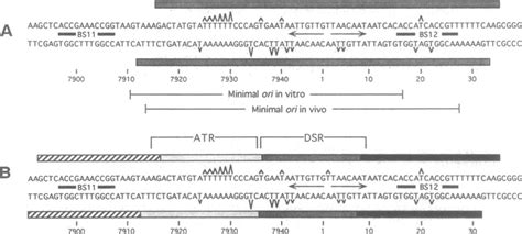 Compilation Of KMnO4 Oxidation And DNase I Protection Patterns Of El