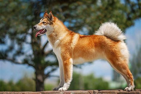 Западно-сибирская лайка уход и содержание | DecorDog