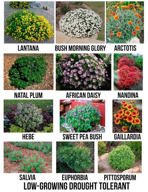 20+ Front Garden Shrubs Ideas