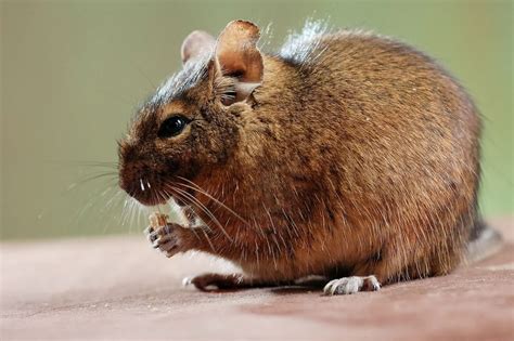 Degu - Learn About Nature