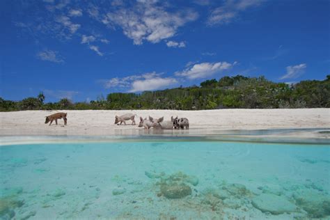 pig-beach-bahamas-tour-pig-island - Bahamas Air Tours