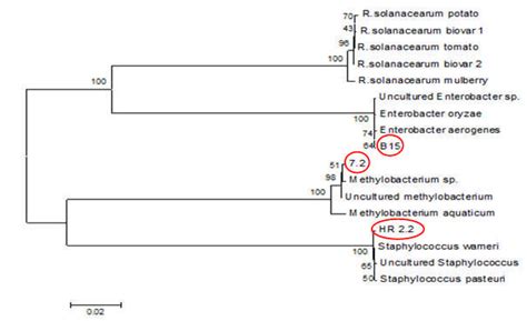 Neighbor Joining Phylogram Based On 16S RRNA Gene Sequences Showing The