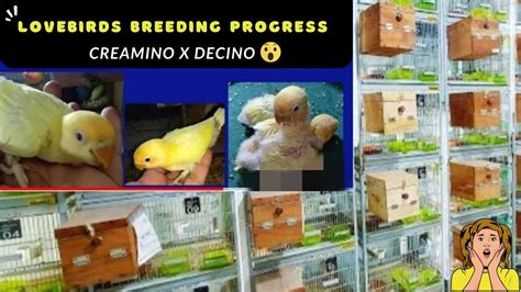 Lovebirds Breeding Progress 2024 Lovebirds Mutation Breeding Setup