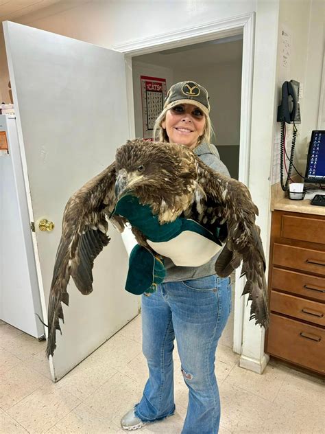 Indiana DNR helps malnourished bald eagle