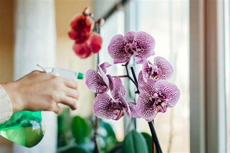 Orchid Es Bonnes Raisons De Mettre Du Bicarbonate Dans Le Pot