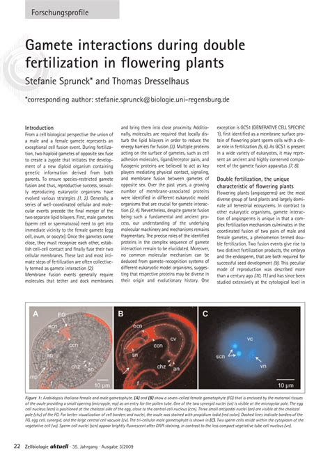 (PDF) Gamete interactions during double fertilization in flowering plants