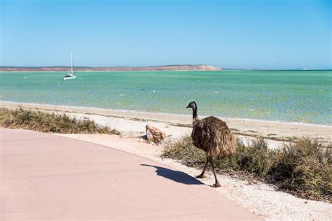 Young Emu Bird in Natural Habitat Stock Photo - Image of nature ...