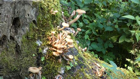 Honiggelber Hallimasch Artengruppe Armillaria Mellea Ag Flickr