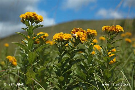 Deutscher Alant Bilder, Deutscher Alant Fotos | NaturFoto