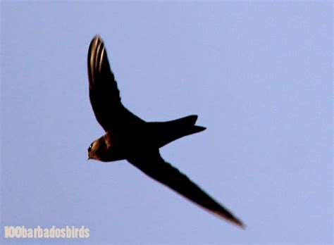 Birds of Barbados: Bird #85: American Black Swift