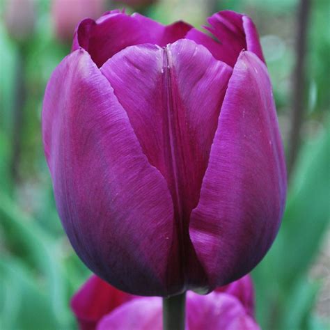 Tulipa Triumph Negrita Top Flora Shop