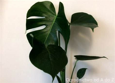 Monstera Dziurawa Monstera Deliciosa Uprawa I Piel Gnacja