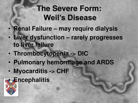 Ppt Leptospirosis The Other” Spirochete Powerpoint Presentation