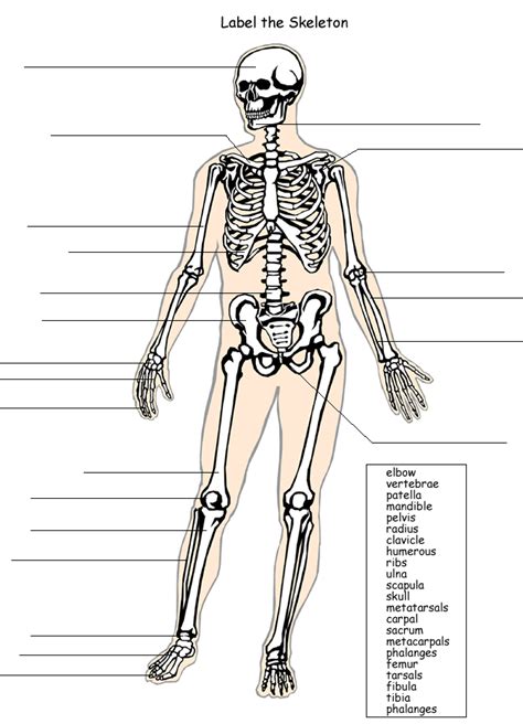 Human Skeleton Worksheets To Label