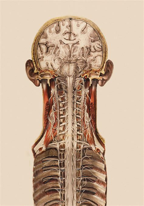 Central Nervous System Anatomy Photograph by Mehau Kulyk | Pixels