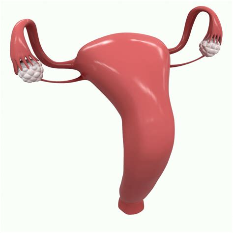 Female Reproductive System 3D Model $19 - .3ds .c4d .fbx .obj .stl ...