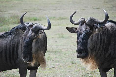 Wildebeest Pictures - AZ Animals