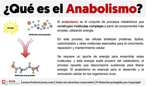 Qu Es El Anabolismo Definici N De Anabolismo