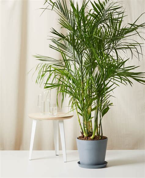 Best Large Indoor Plants | POPSUGAR Home