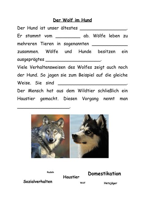 Vom Wolf Zum Hund Unterrichtsmaterial Zimzimmer