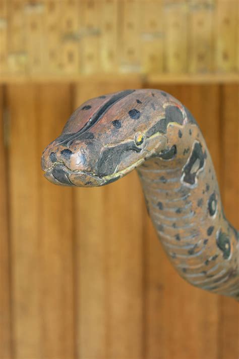 Free Stock Photo Of Anaconda