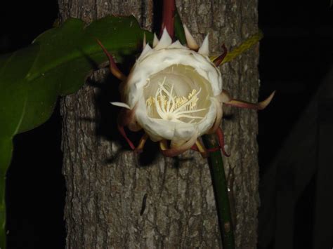 Repurposed For Life: Cereus, A Night Blooming Cactus