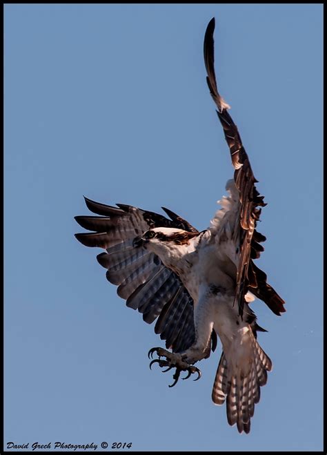 Osprey Landing by AirshowDave on DeviantArt