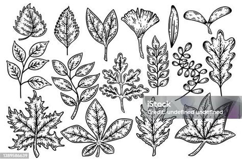 Ensemble De Feuilles De Différentes Formes De Plantes Darbres Et De