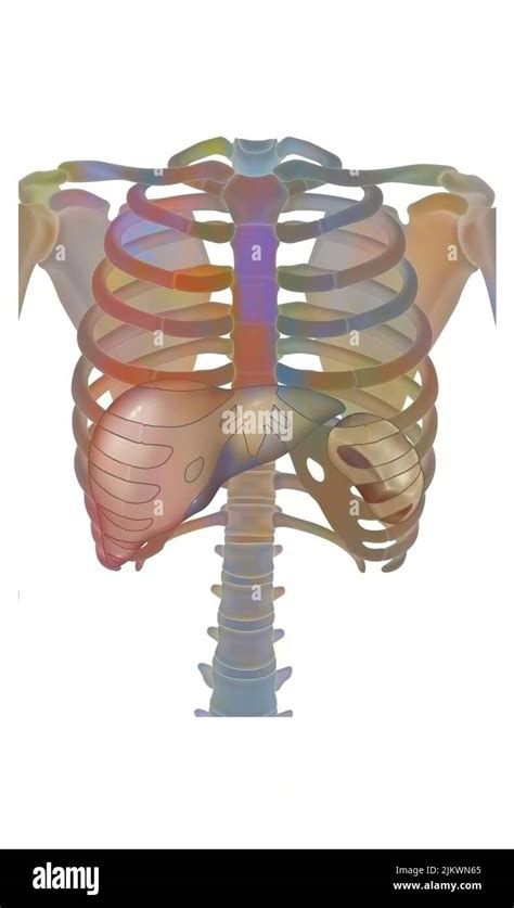 Thorax with the rib cage (ribs, sternum..), Liver and spleen Stock ...