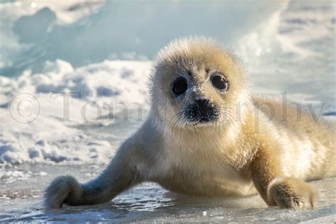 Harp Seal Newborn Tom Murphy Photography