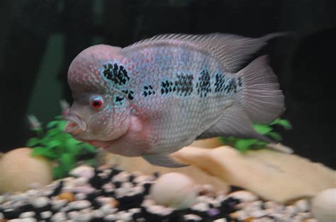 Louhan Fish A Flowerhorn Fish With A Well Grown Hump Symb Flickr