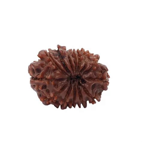 Natural 14 Face Rudraksha With Lab Certificate Nepal Origin 14 Mukhi