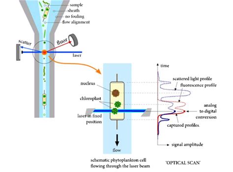 Flow Cytometry Apparatus